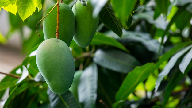 Sunshine mango tree ripe mango fruit