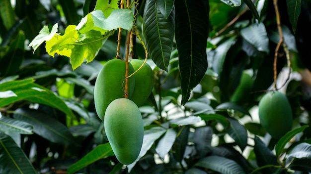 Sunshine mango tree ripe mango fruit