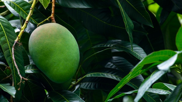 Sunshine mango tree ripe mango fruit