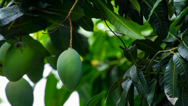 Sunshine mango tree ripe mango fruit