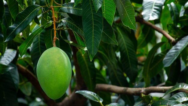 Sunshine mango tree ripe mango fruit