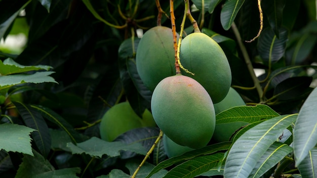 Sunshine mango tree ripe mango fruit