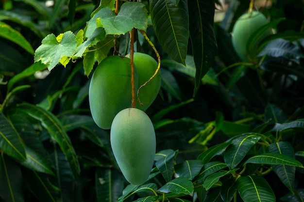 Sunshine mango tree ripe mango fruit