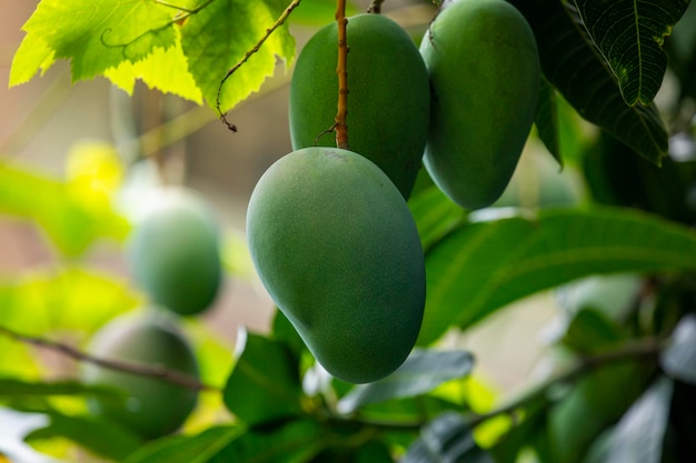 Sunshine mango tree ripe mango fruit