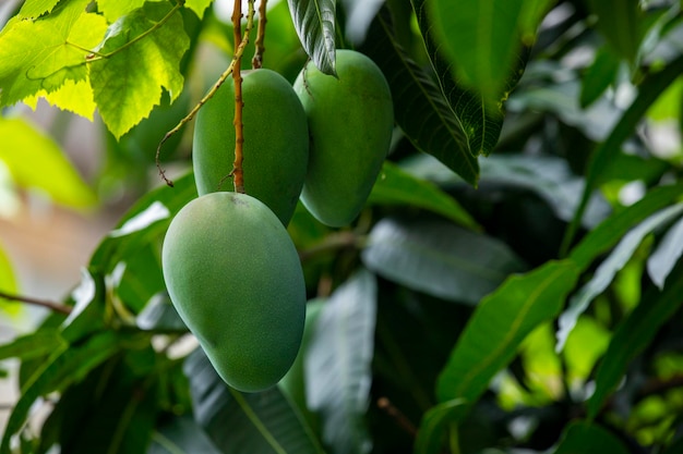 Sunshine mango tree ripe mango fruit