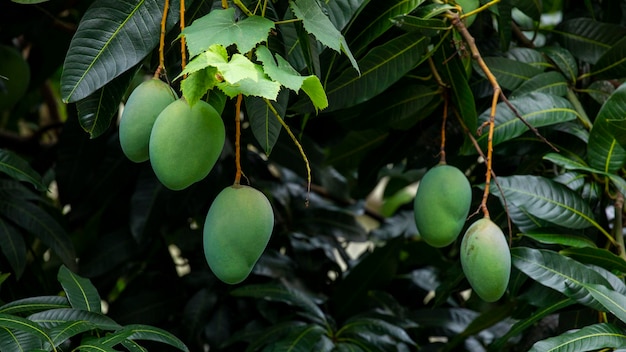 Sunshine mango tree ripe mango fruit