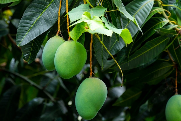 Sunshine mango tree ripe mango fruit