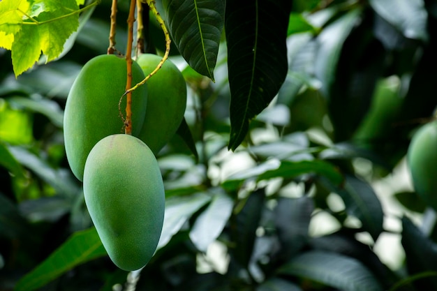 Sunshine mango tree ripe mango fruit