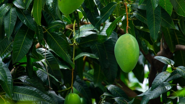 Sunshine mango tree ripe mango fruit