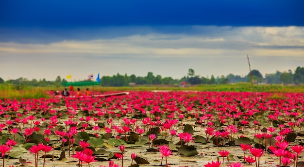 Sunshine rising lotus flower in Thailand