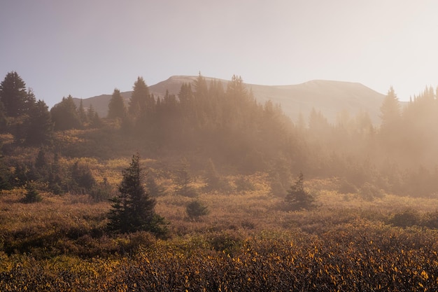 Sunshine with pine forest in foggy on autumn season at the morning