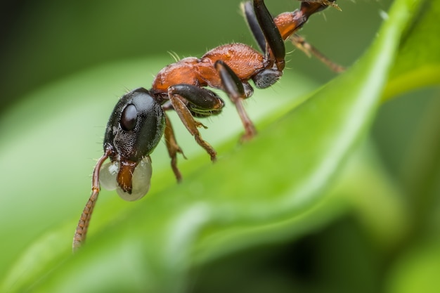 Super macro ant carrying egg in its mouth