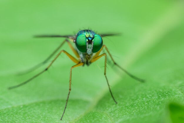 Super macro Dolichopodidae or the long-legged flies on green leaf