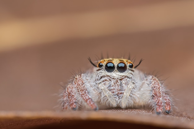 Photo super macro female hyllus diardi or jumping spider on leaf