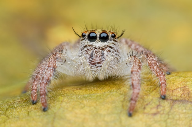 Super macro female Hyllus diardi or Jumping spider on leaf