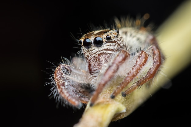 Super macro female Hyllus diardi or Jumping spider on stem