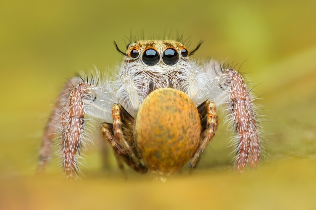 Photo super macro female hyllus diardi or jumping spider with prey on leaf