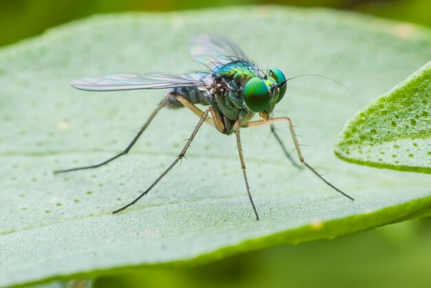 Super macro fly portrait