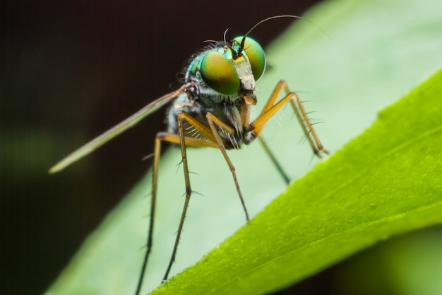 Super macro fly portrait