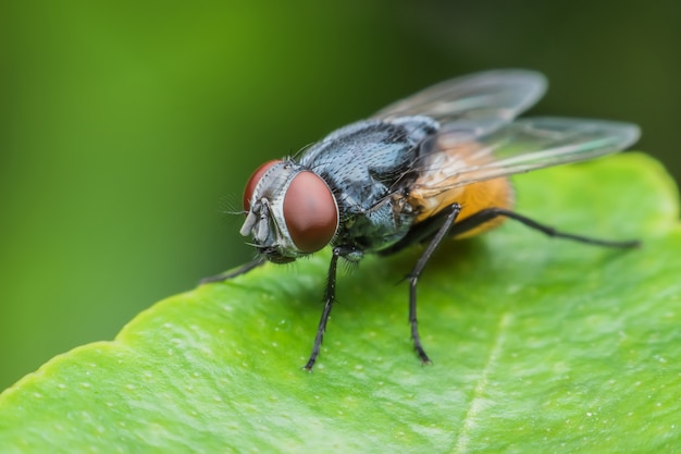 Super macro housefly on green leaf