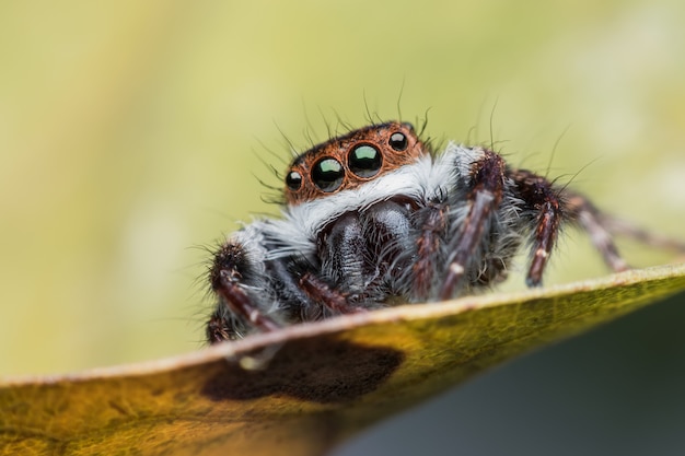 Super macro Jumping spider or Carrhotus viduus on leaf