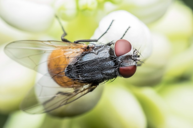 Super macro Musca domestica or housefly on flower