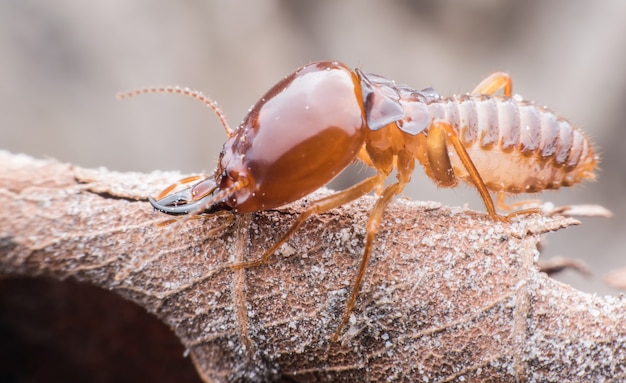 Super macro Termite walking on dried leaf