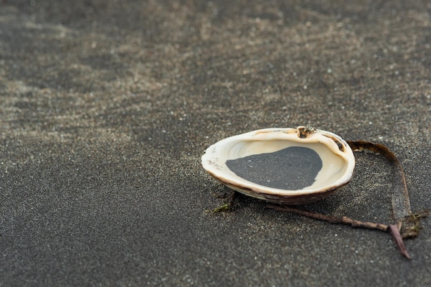 Surf clam shell in black volcanic sand on the seashore with algae and other organic marine debris