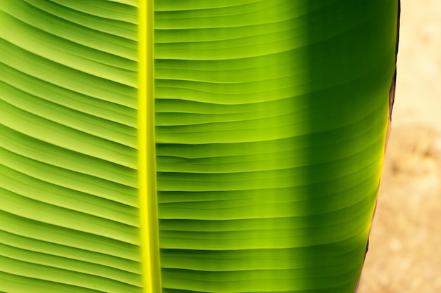 Photo the surface of the banana leaf is exposed to the sun