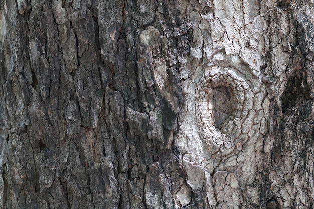 surface of the bark