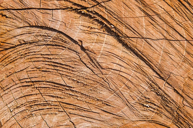 surface details of the cut tree