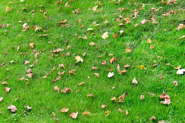 The surface of the grass and fallen leaves