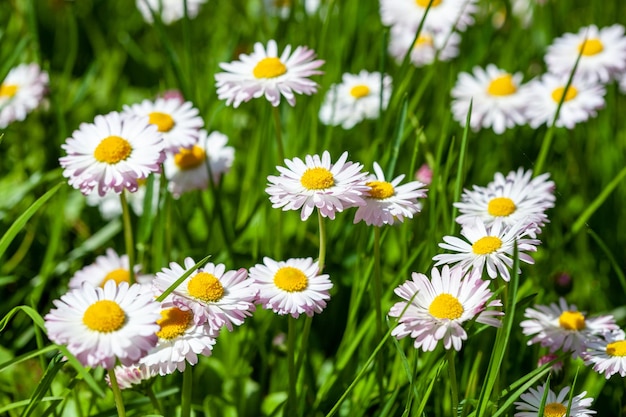 Surface of green grass with daisies seen from above