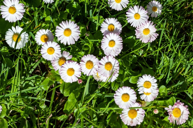 Surface of green grass with daisies seen from above