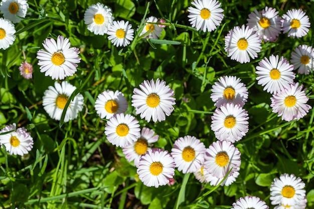 Surface of green grass with daisies seen from above