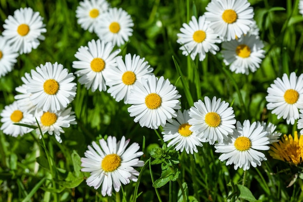 Surface of green grass with daisies seen from above