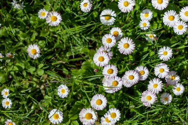 Surface of green grass with daisies seen from above