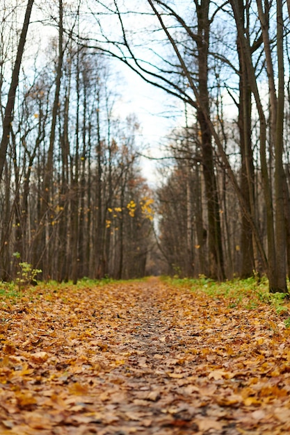 Surface level of trees in forest during autumn