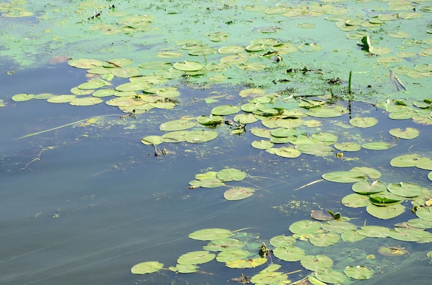 The surface of an old swamp covered with duckweed and lily leaves