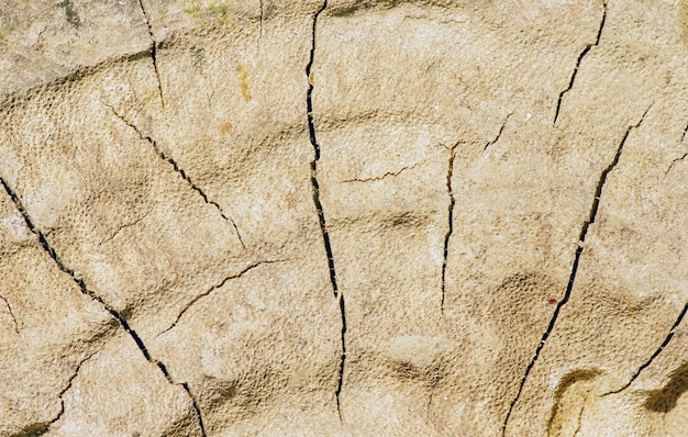 The surface of an old wood for natural background