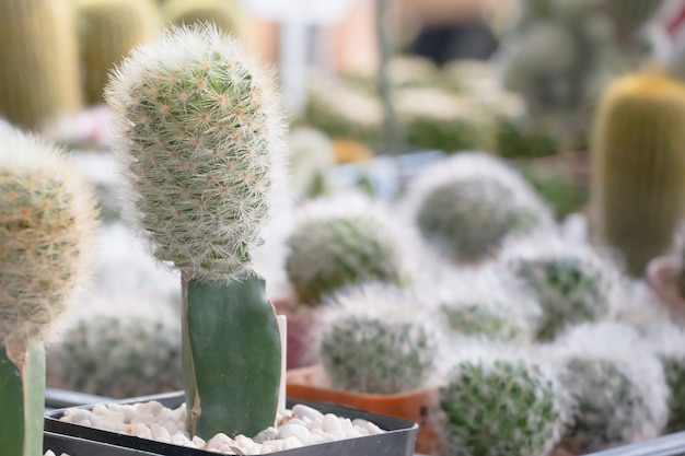 On the surface of the table are many small cacti planted in small pots.