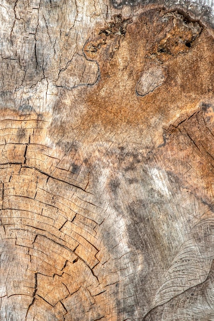 The surface of the wood is cracked and moldy. Texture of an old tree stump with deep cracks and knots close-up