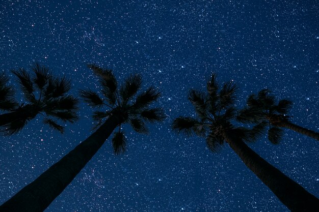 surfaces night sky in sea with palm and stars and moon and clouds.