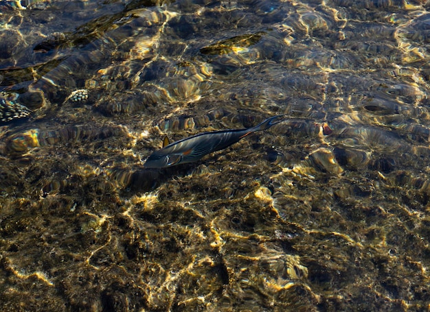 Surgeon fish swims in the Egyptian Sea top view