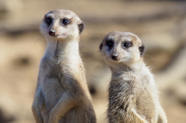 Suricata standing on a guard Curious meerkat Suricata suricatta