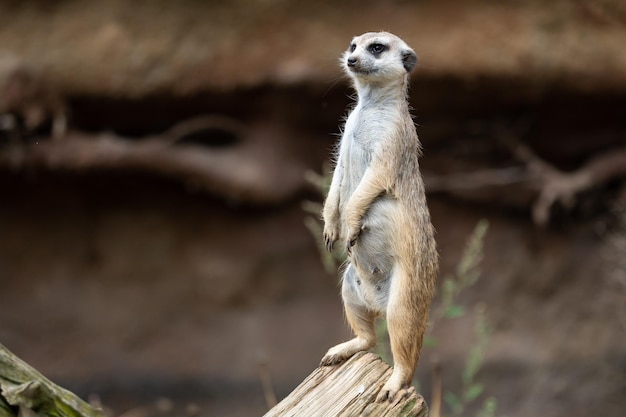 Suricata standing on a guard Curious meerkat Suricata suricatta