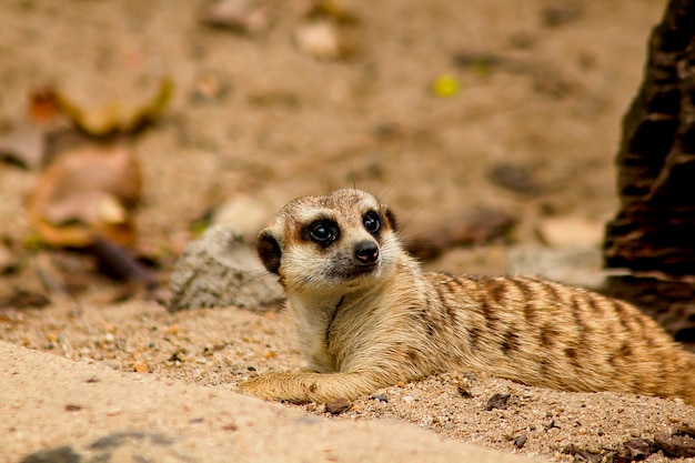 Suricata suricatta looking at something