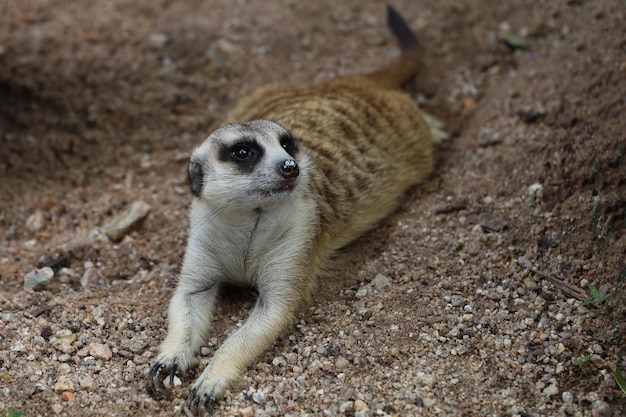 The Suricata suricatta or meerkat is sit down and rest on sand floor