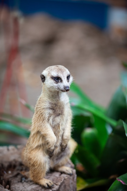 Suricate, meerkat in the zoo park.