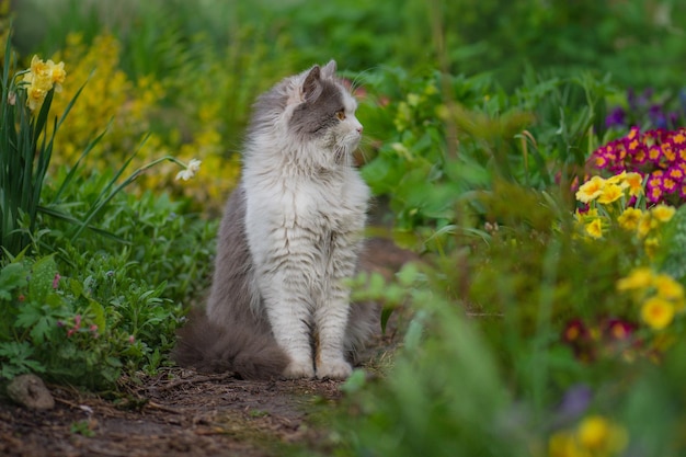 Surprised cat is outside in the garden for the first time Cat with stress or discomfort in the garden